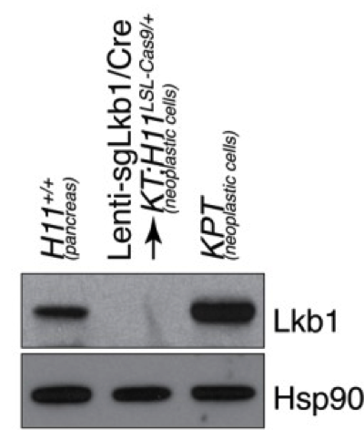 Lkb1 antibody | knockout validation | Cell Signaling 13031P figure 2