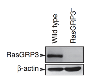 RasGRP3 antibody | knockout validation | Cell Signaling 3334 figure 1
