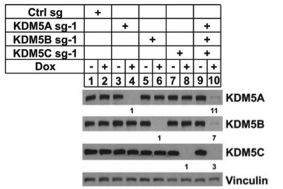 KDM5A antibody | knockout validation | Cell Signaling 3876 figure 1