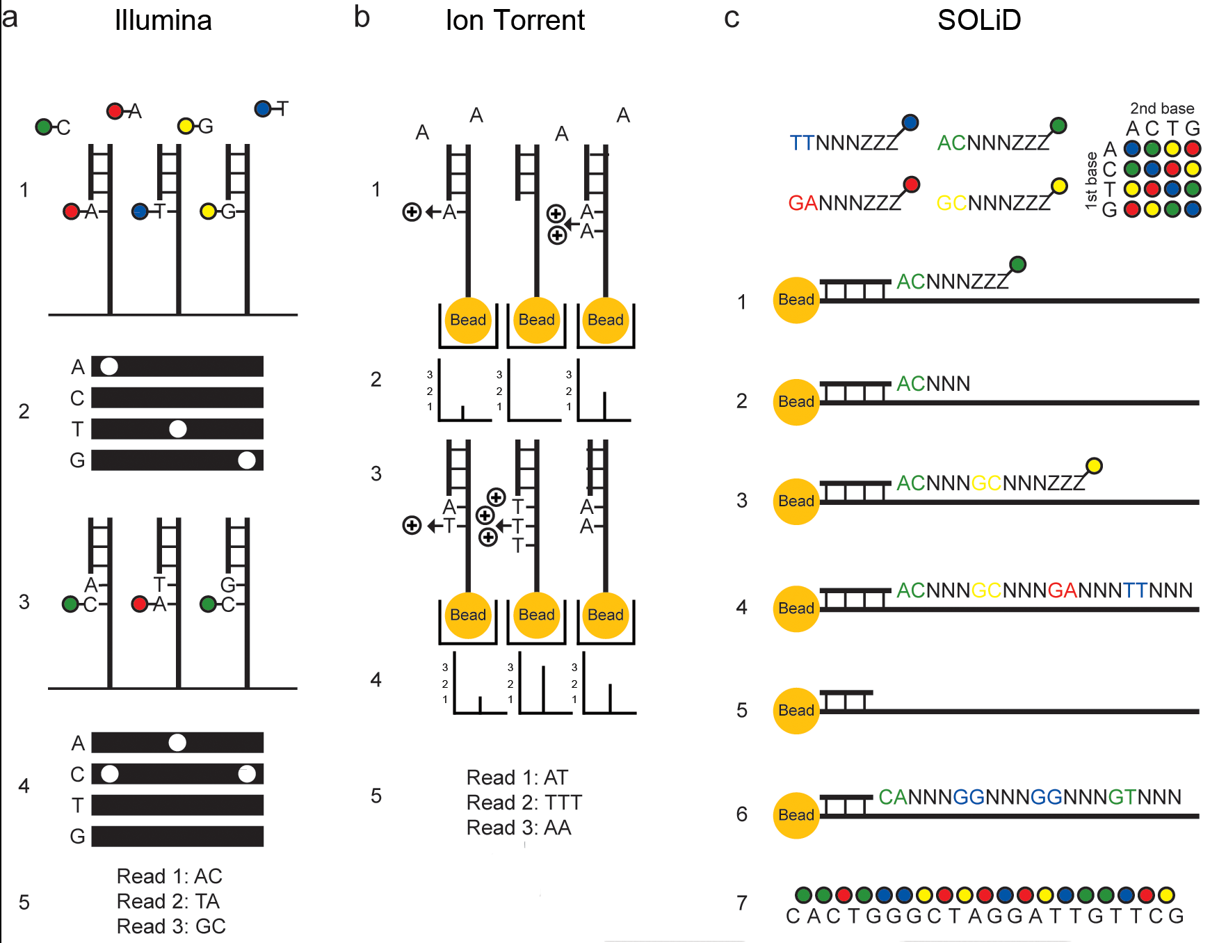 Methodology for Y Chromosome Capture: A complete genome sequence of Y  chromosome using flow cytometry, laser microdissection and magnetic  streptavidin-beads