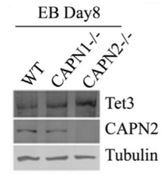 Calpain2 antibody | knockout validation | Cell Signaling 2539 figure 1