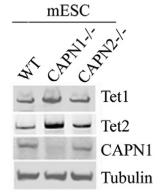 Calpain1 antibody | knockout validation | Thermo PA5-27681 figure 1