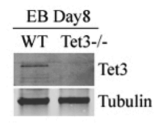 Tet3 antibody | knockout validation | GeneTex GTX121453 figure 1