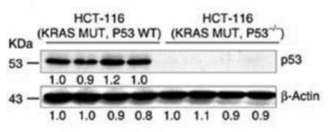 p53 antibody | knockout validation | Cell Signaling 9282 figure 1