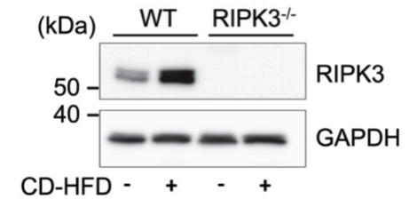 RIPK3 antibody | knockout validation | IMGENEX NBP1-77299 figure 1