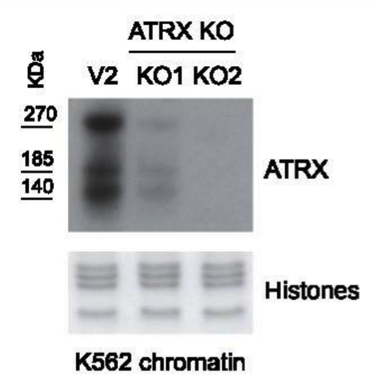 ATRX antibody | knockout validation | Sigma HPA001906 figure 1