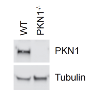 PRK1 antibody | knockout validation | BD Biosciences 610686 figure 1