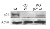 p21 antibody | knockout validation | Santa Cruz sc-6246 figure 1