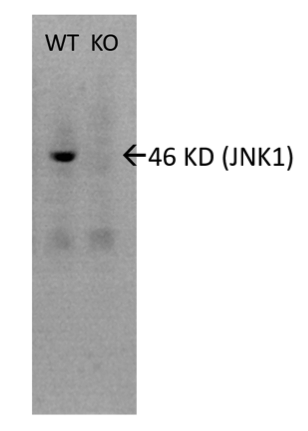 JNK1 antibody | knockout validation | BD Pharmingen 551196 figure 1