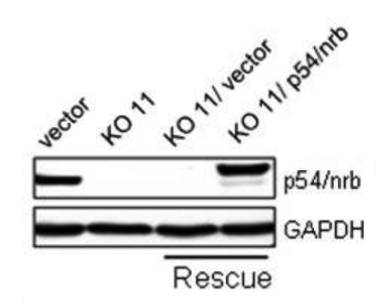 p54/nrb antibody | knockout validation | Santa Cruz sc-376806 figure 1
