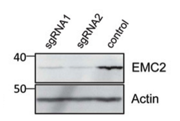 EMC2 antibody | knockout validation | Santa Cruz sc-166011 figure 1