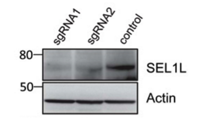 SEL1L antibody | knockout validation | Santa Cruz sc-377350 figure 1