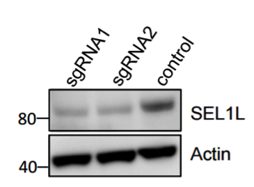 SEL1L antibody | knockout validation | Santa Cruz sc-377350 figure 2
