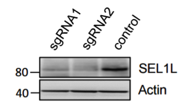 SEL1L antibody | knockout validation | Santa Cruz sc-377350 figure 3