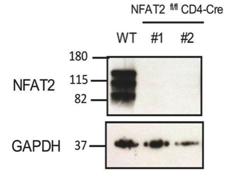 NFAT2 antibody | knockout validation | Santa Cruz sc-7294 figure 1