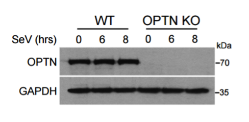 optineurin antibody | knockout validation | Cayman Chemical 100000 figure 1