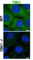 IKKepsilon antibody | knockout validation | Cayman Chemical 72B587 figure 1