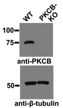 PKCB antibody | knockout validation | Santa Cruz sc-13149 figure 1