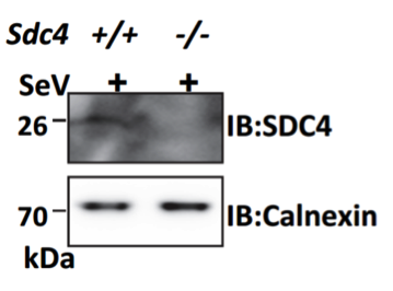 SDC4 antibody | knockout validation | Abnova PAB9045 figure 1