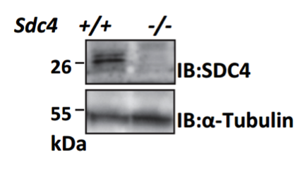 SDC4 antibody | knockout validation | Abnova PAB9045 figure 2