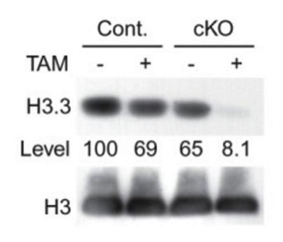 H3.3 antibody | knockout validation | Abnova H00003021-M01 figure 1