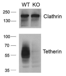 tetherin antibody | knockout validation | Abnova H00000684-B02P figure 1