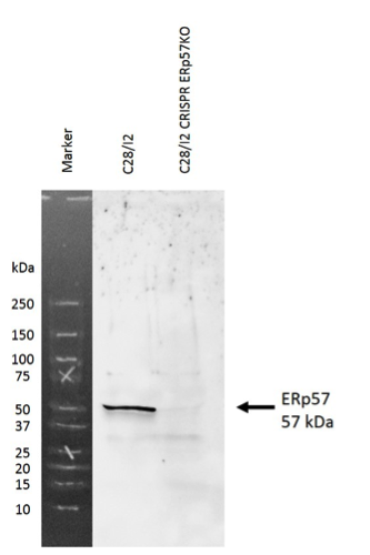 ERp57 antibody | knockout validation | Stressgen ADI-SPA-725-D figure 1