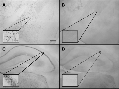 AR antibody | knockout validation | Abcam ab52615 figure 1