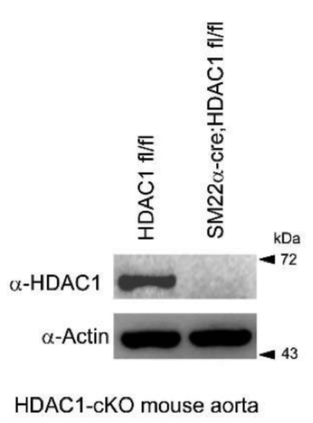HDAC1 antibody | knockout validation | Millipore 05-100 figure 1