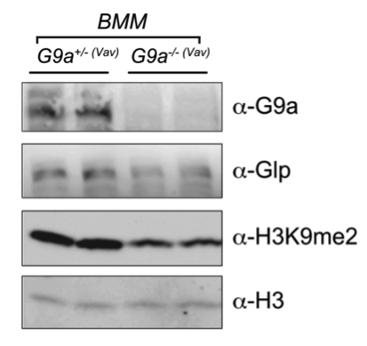 G9a antibody | knockout validation | R&D PP-A8620A-00 figure 1
