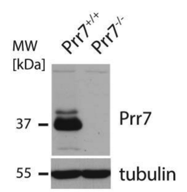 Prr7 antibody | knockout validation | Exbio 11-617-C100 figure 1