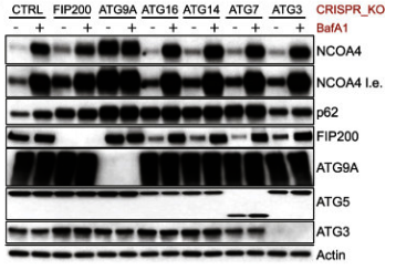 Atg7 antibody | knockout validation | Cell Signaling Technology 8558 figure 1