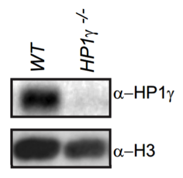 Heterochromatin Protein-1 gamma antibody | knockout validation | EMD Millipore MAB3450 figure 1
