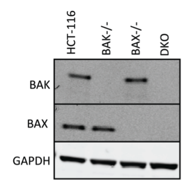 Bak antibody | knockout validation | Cell Signaling 6947 figure 1