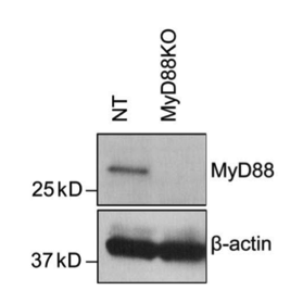 MyD88 antibody | knockout validation | Cell Signaling 4283 figure 1