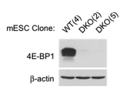 4E-BP1 antibody | knockout validation | Cell Signaling 9644 figure 1