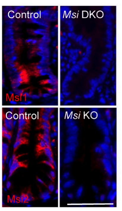 Musashi-1 antibody | knockout validation |MBL International D270-3 figure 1