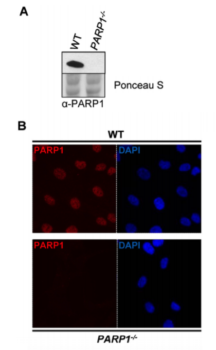 PARP-1 antibody | knockout validation | Serotec MCA1522G figure 1