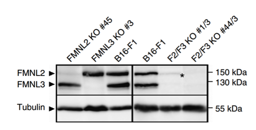 FMNL2 antibody | knockout validation | Abcam ab57963 figure 1