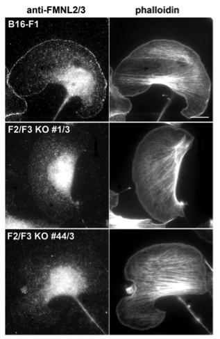 FMNL2 antibody | knockout validation | Abcam ab57963 figure 2