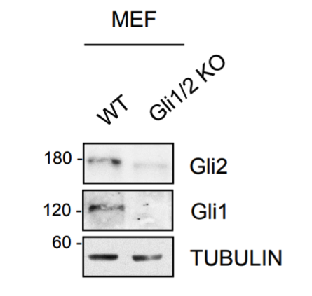 GLI1 antibody | knockout validation | Cell Signaling 2643S figure 1
