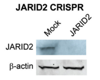 Jarid2 antibody | knockout validation | Abcam ab192252 figure 1