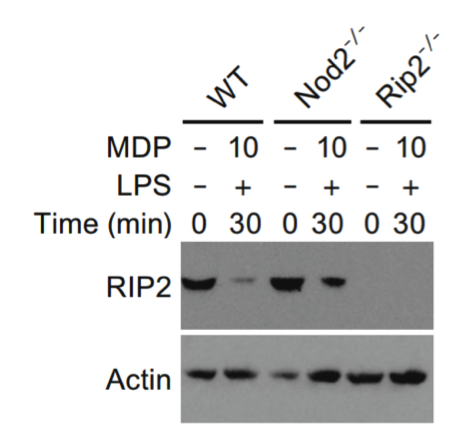 RIPK2 antibody | knockout validation | Abnova H00008767-M02 figure 1