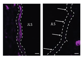 CPT1A antibody | knockout validation | Abcam ab128568 figure 1