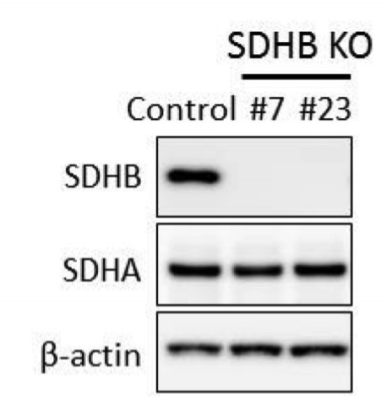 SDHB antibody | knockout validation | Abcam ab14714 figure 1