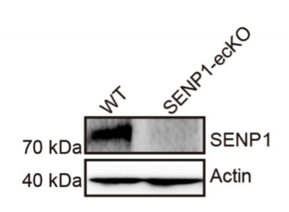 SENP1 antibody | knockout validation | Abcam ab108981 figure 1