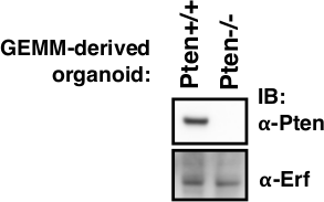PTEN antibody | knockout validation | Cell Signaling 9188 figure 1