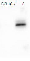 Bcl10 antibody | knockout validation | Abcam ab108328 figure 1