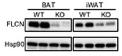 FLCN antibody | knockout validation | Abcam ab124885 figure 1