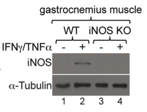 iNOS/NOS Type II antibody | knockout validation | BD Transduction 610329 figure 1